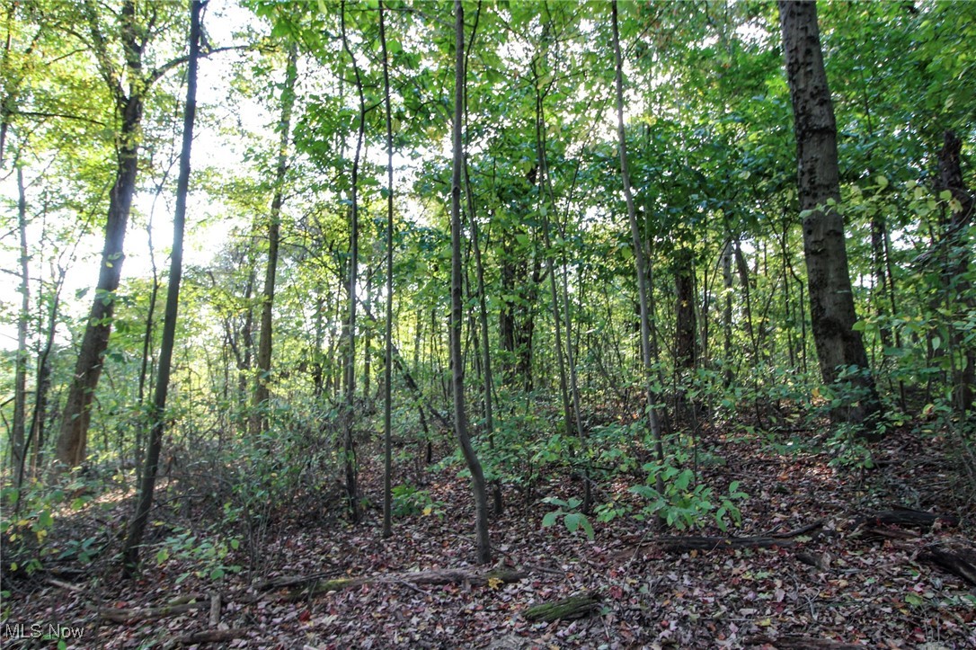 15999 State Route 26 Reno, OH 45773 - Photo 8 of 18 View of woods