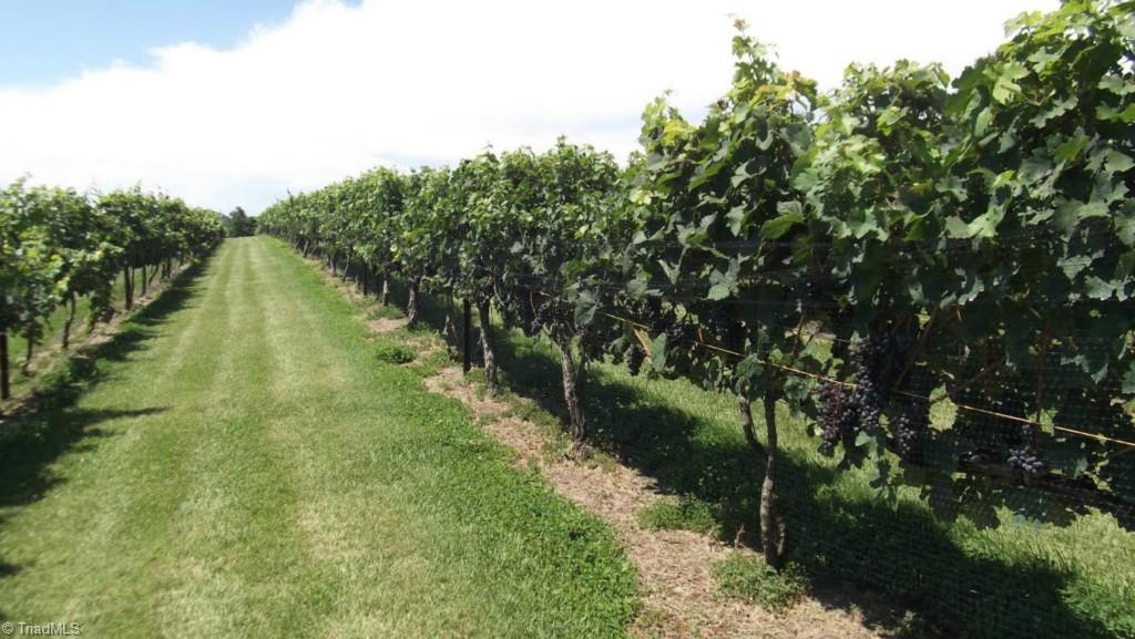 501 Mining School Road State Road, NC 28676 - Photo 3 of 29 8 to 9 tons mature vineyard Chardonnay Cab Sav and Dornfelder,