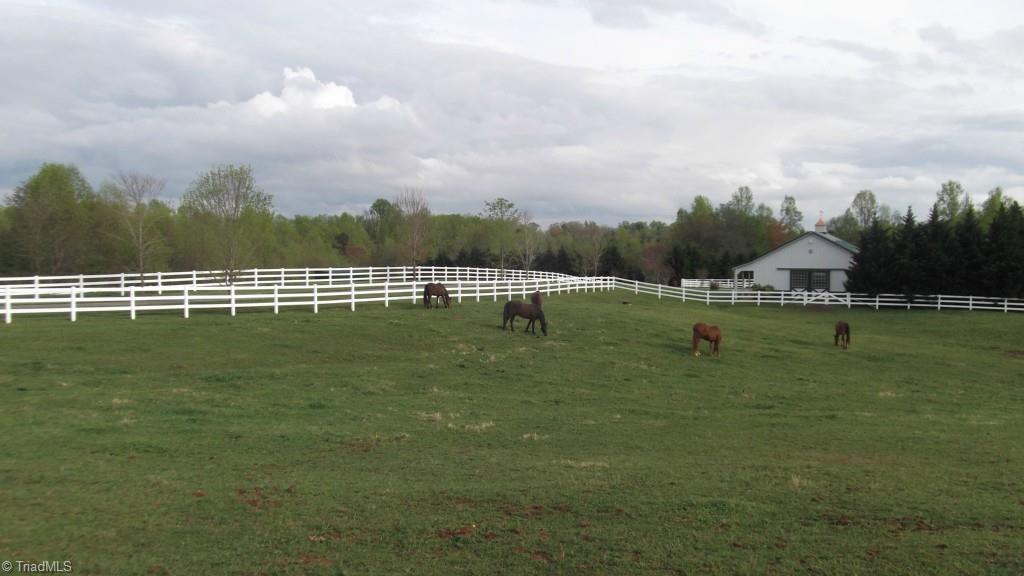 501 Mining School Road State Road, NC 28676 - Photo 10 of 29 5 Morgan horses enjoying the day