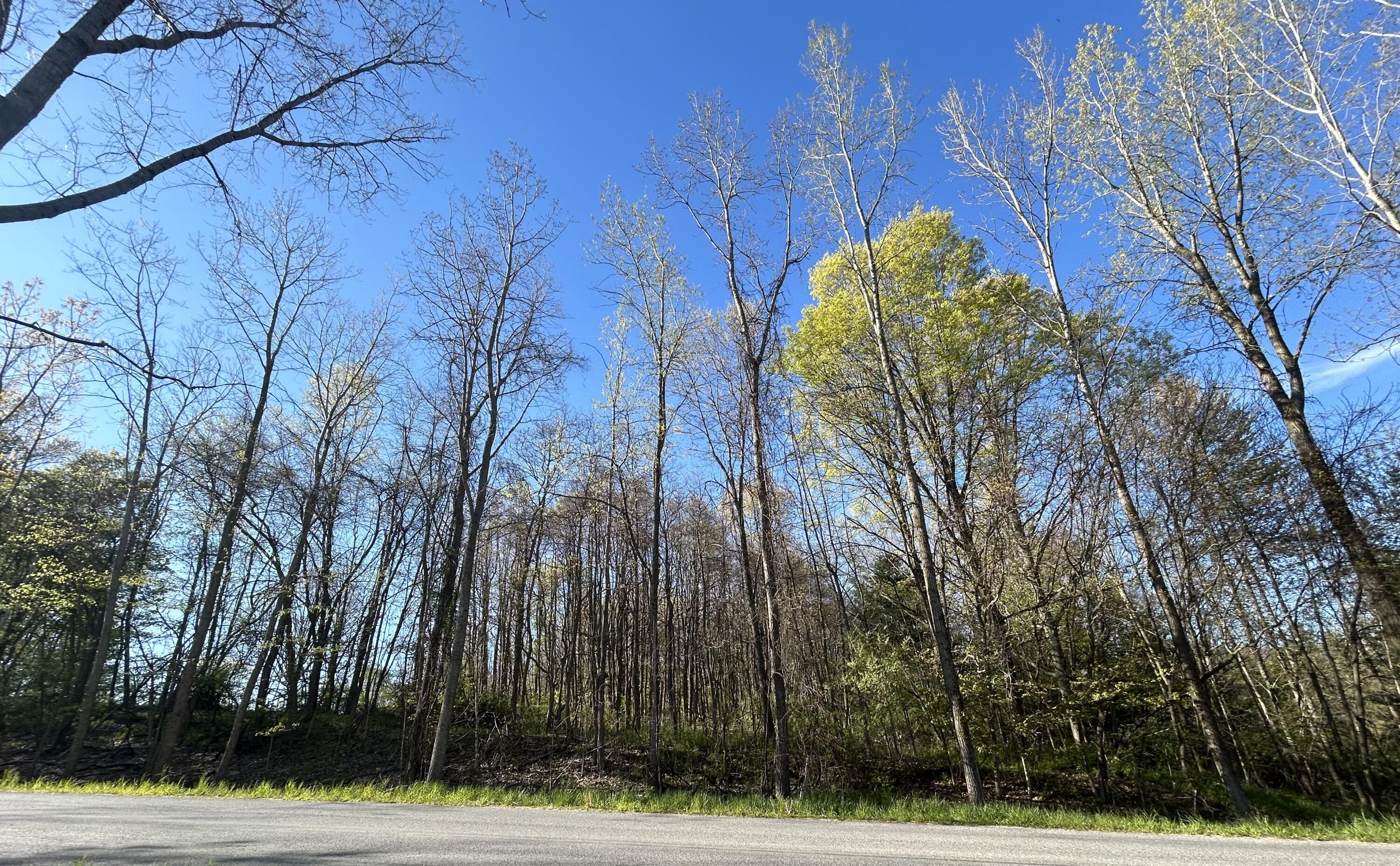 22 East Mile Road Sand Lake, MI 49343 - Photo 13 of 15 Road facing West