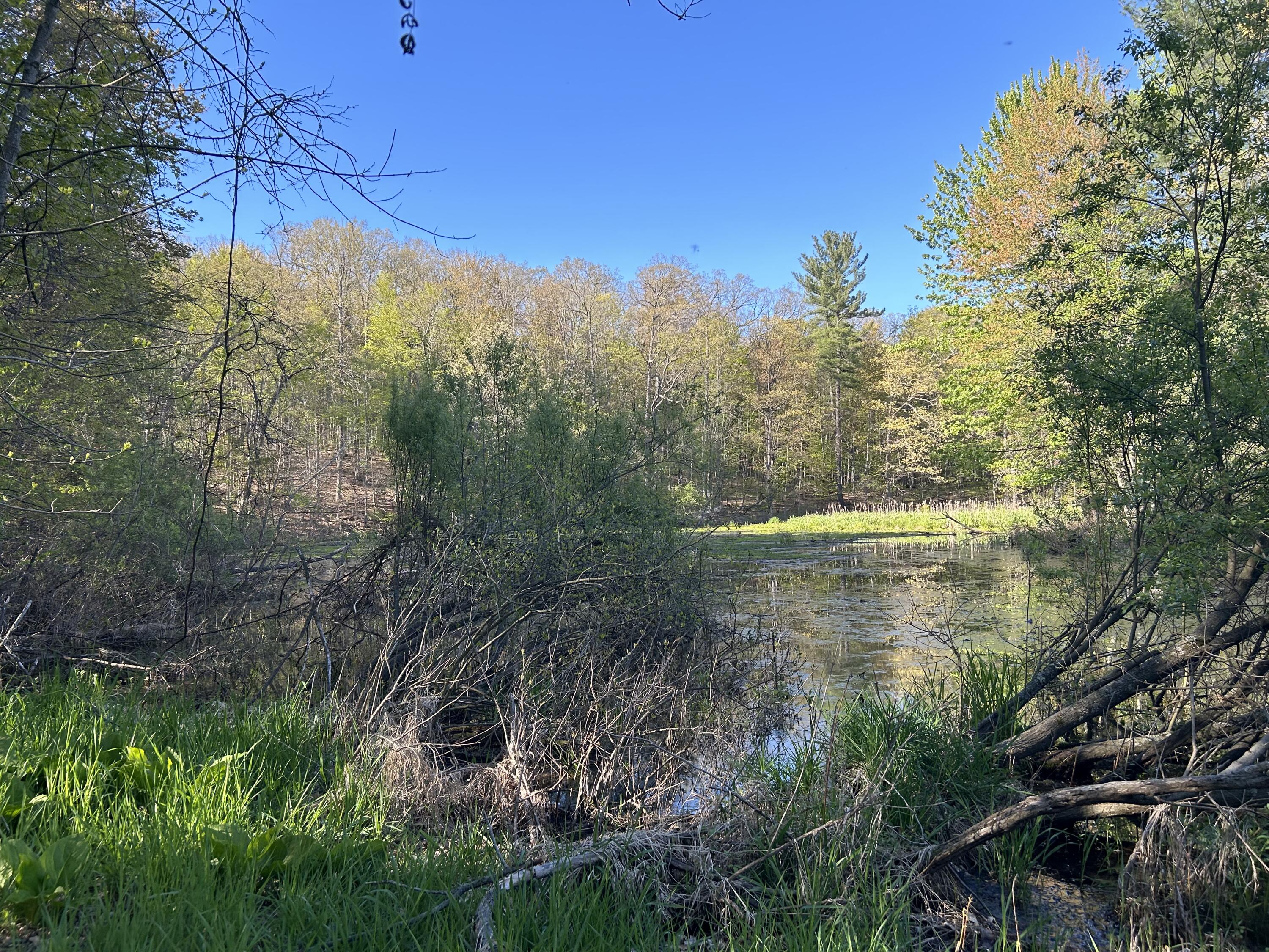 22 East Mile Road Sand Lake, MI 49343 - Photo 3 of 15 Pond