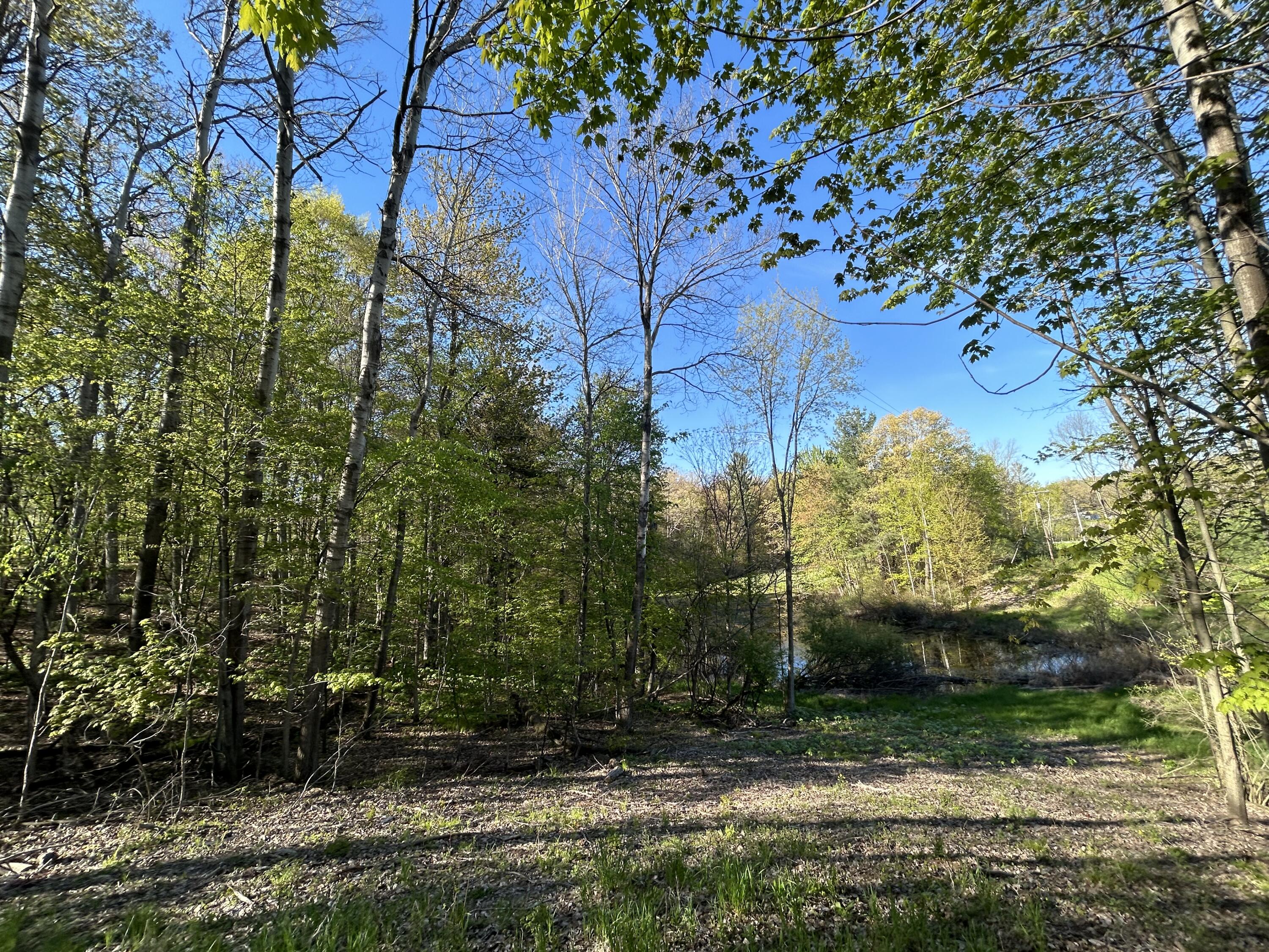 22 East Mile Road Sand Lake, MI 49343 - Photo 4 of 15 Clearing