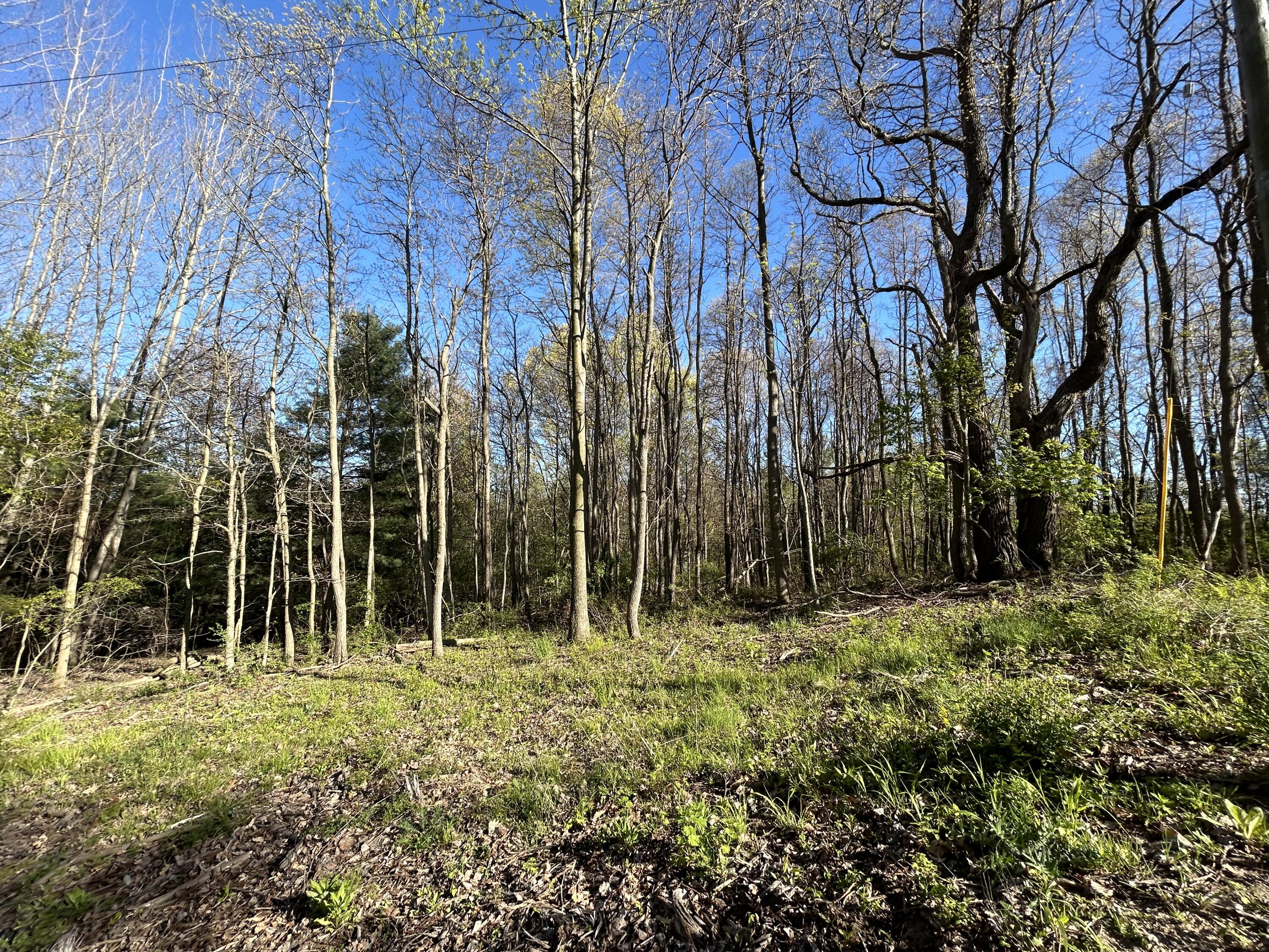 22 East Mile Road Sand Lake, MI 49343 - Photo 6 of 15 Woods