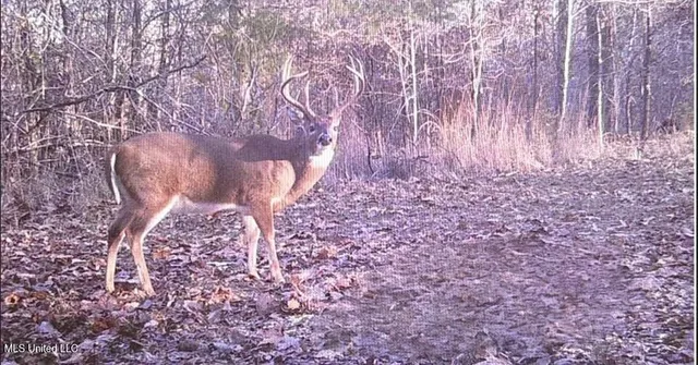 $299,600 | Grove-meeks Road Cruger Ms 38924, Cruger, MS 38924