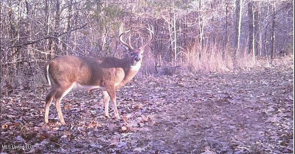 Grove-meeks Road Cruger Ms 38924 Cruger, MS 38924 - Photo 2 of 5 IMG_0179