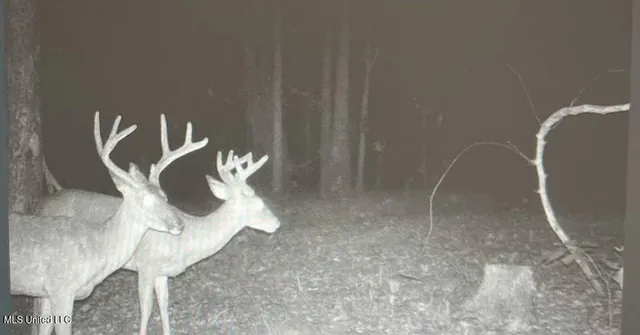 $299,600 | Grove-meeks Road Cruger Ms 38924, Cruger, MS 38924