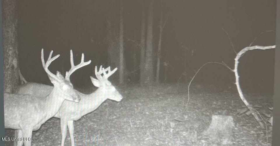 Grove-meeks Road Cruger Ms 38924 Cruger, MS 38924 - Photo 3 of 5 IMG_0195