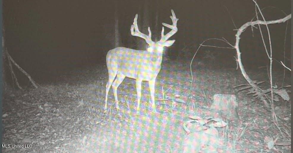 Grove-meeks Road Cruger Ms 38924 Cruger, MS 38924 - Photo 4 of 5 IMG_0196