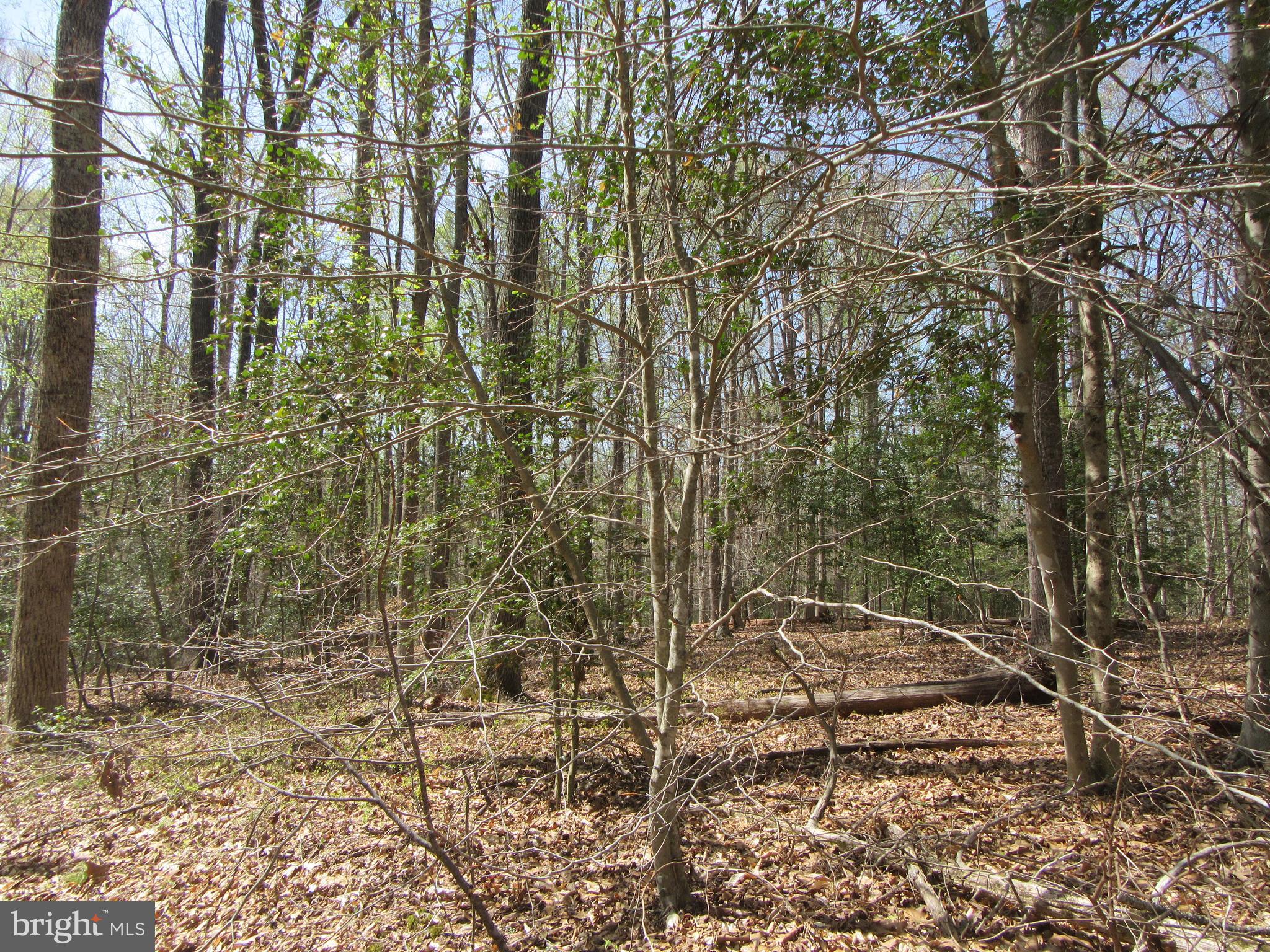 Diamond Glen Old Office Road Locust Grove, VA 22508 - Photo 5 of 11 Gallery Image 5