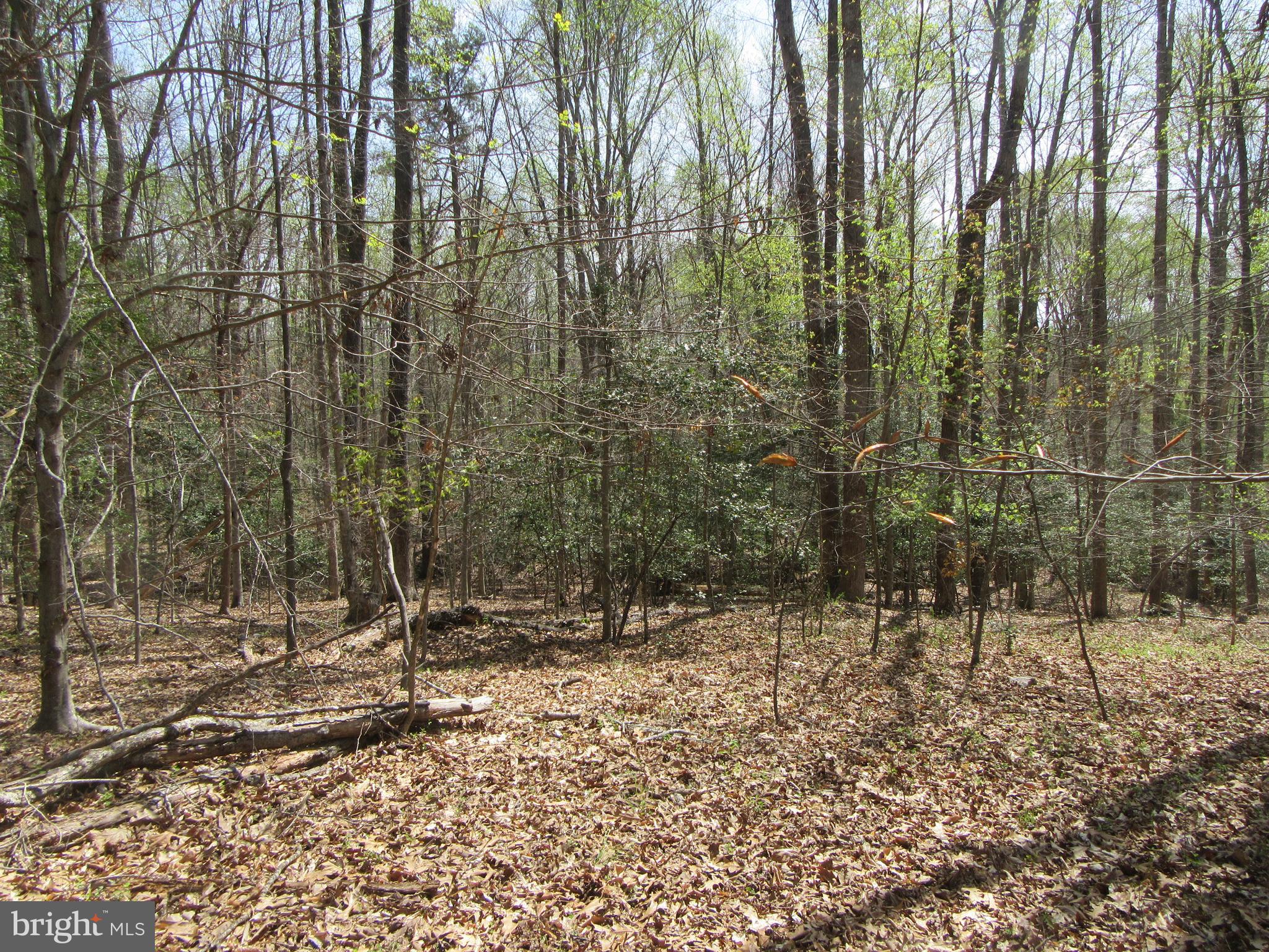 Diamond Glen Old Office Road Locust Grove, VA 22508 - Photo 6 of 11 Gallery Image 6