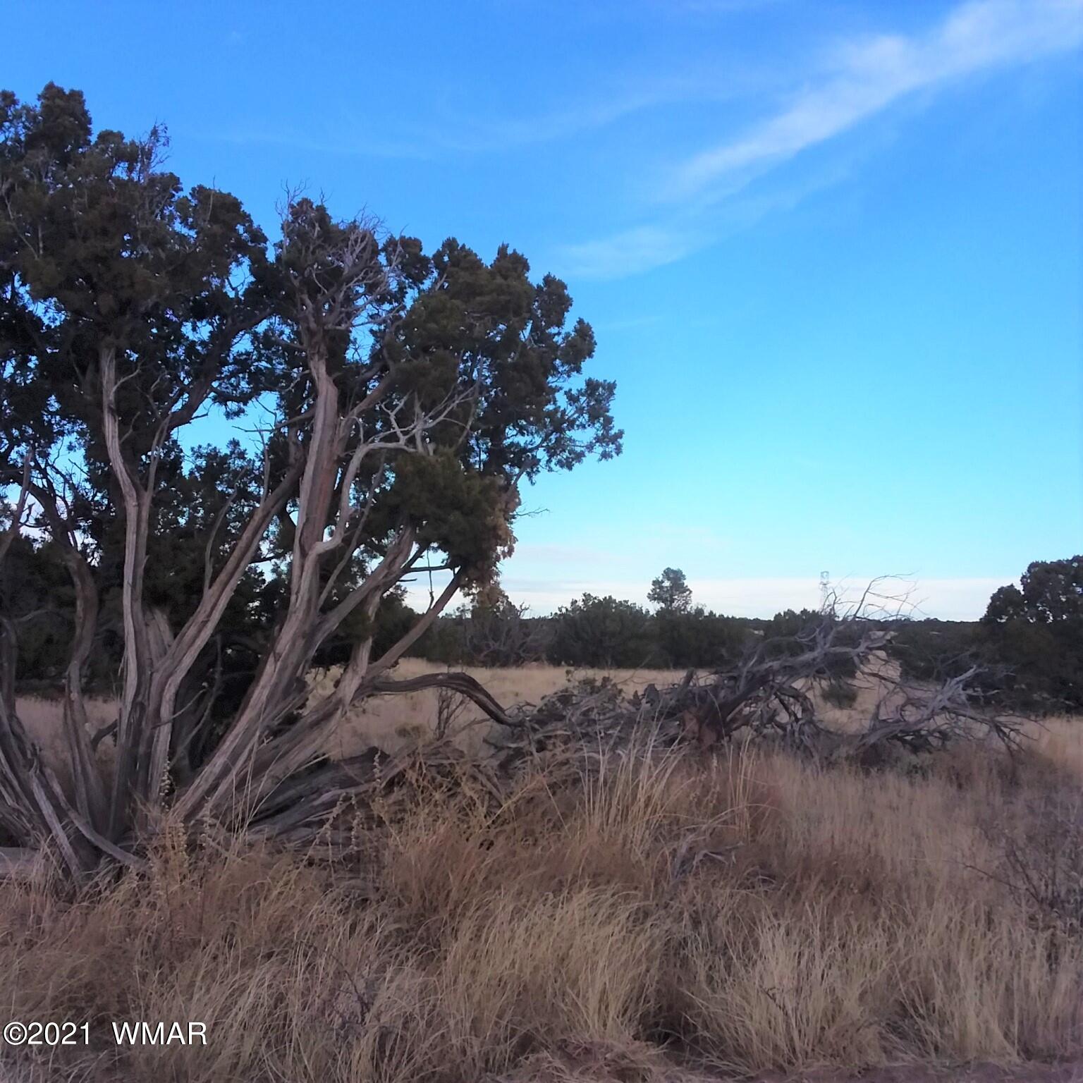 St-johns Az 85936 Ranch St. Johns, AZ 85936 - Photo 3 of 9