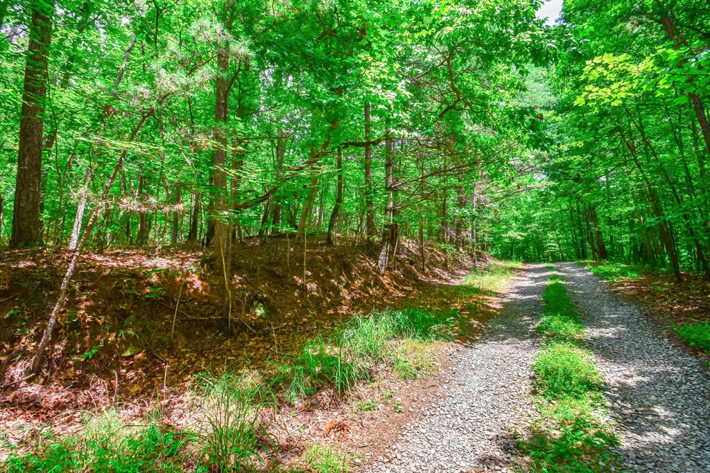 11.98-ac Maple Grove Road Morganton, GA 30560 - Photo 20 of 27 Gallery Image 20