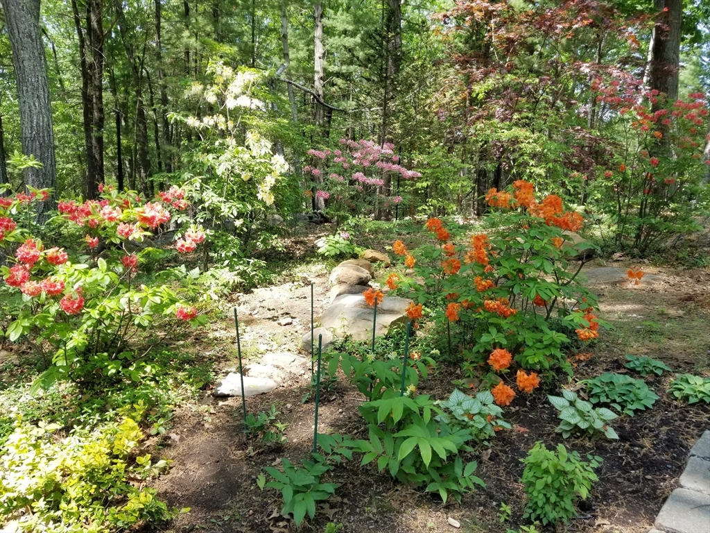 11 Chaplin Road Boxford, MA 01921 - Photo 40 of 42 a picture of tree