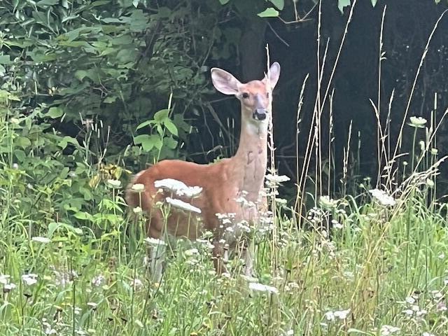0 Oak Rdg Hills, Unit 7 Marshall, MI 49068 - Photo 2 of 6 IMG_3479