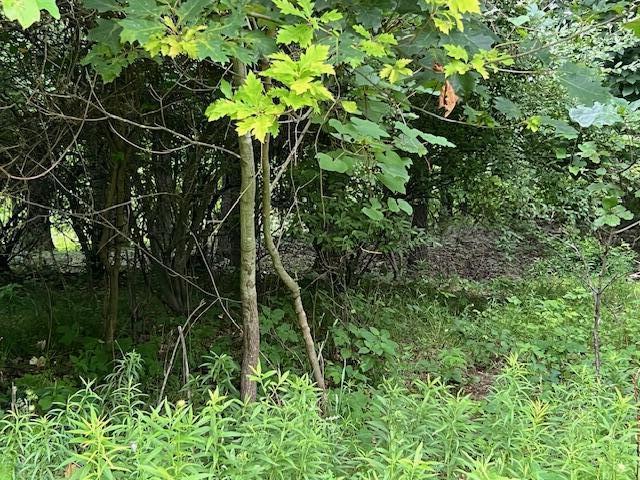 0 Oak Rdg Hills, Unit 7 Marshall, MI 49068 - Photo 6 of 6 IMG_3478