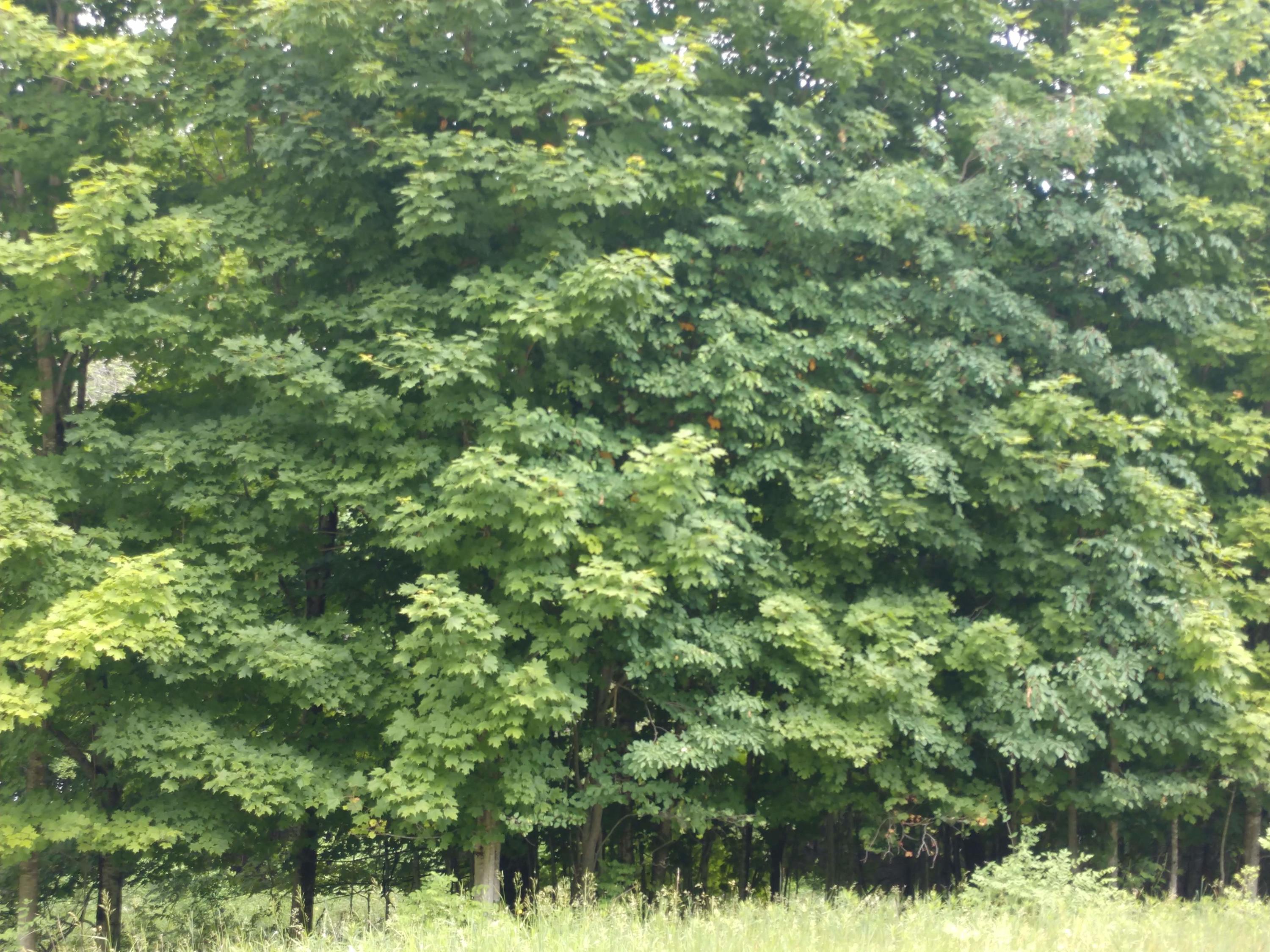 Munro Lake Road Levering, MI 49755 - Photo 8 of 17 Gallery Image 8