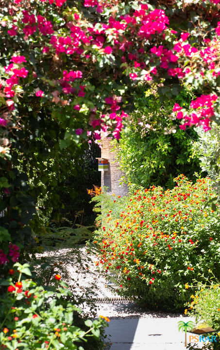 646 East Morongo Road Palm Springs, CA 92264 - Photo 25 of 45 a picture of flowers