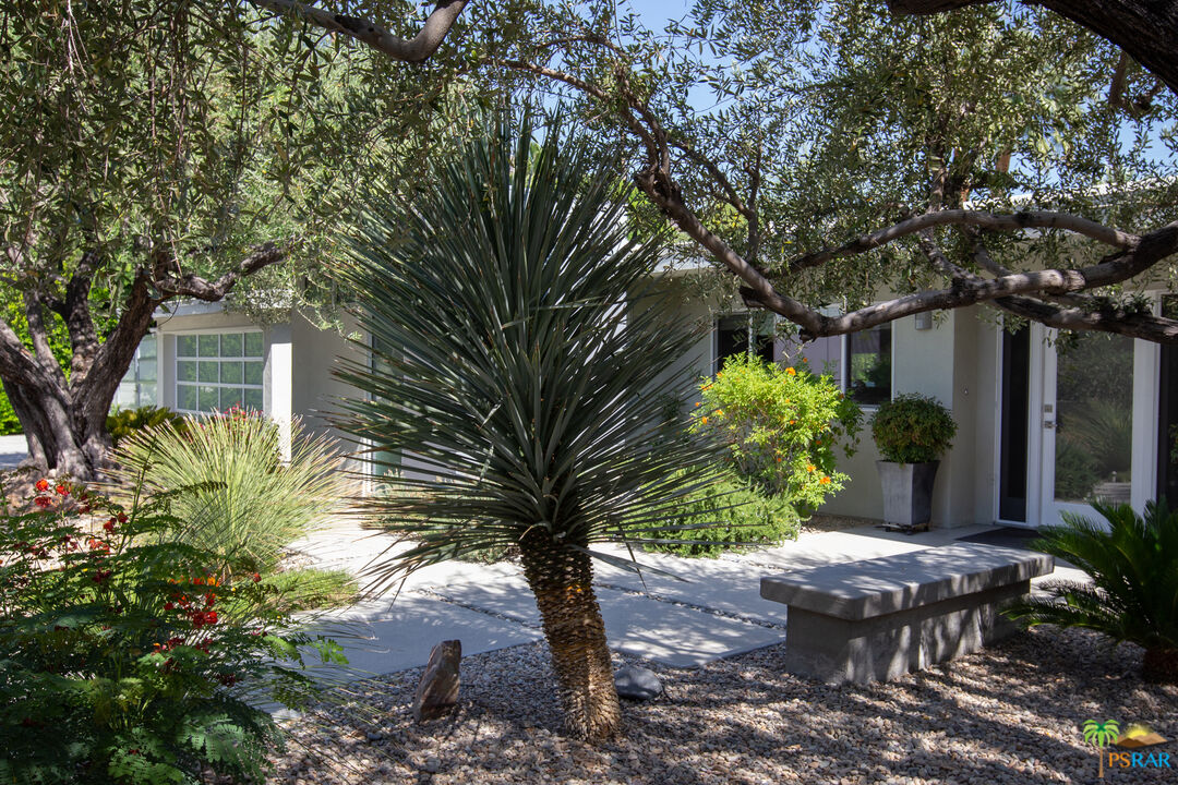 646 East Morongo Road Palm Springs, CA 92264 - Photo 5 of 45 a view of a backyard with plants and a large tree
