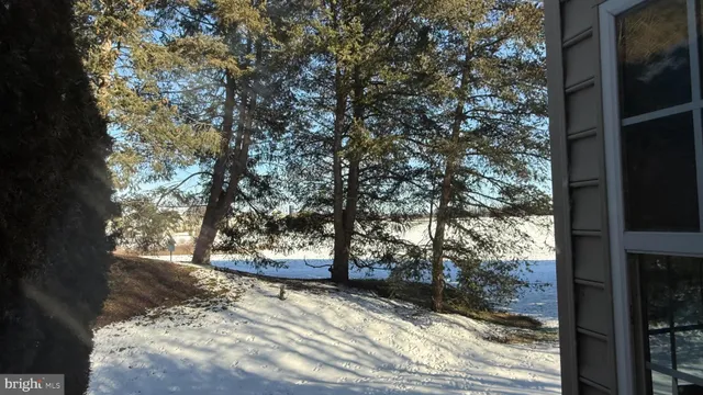 a view of a yard with large tree