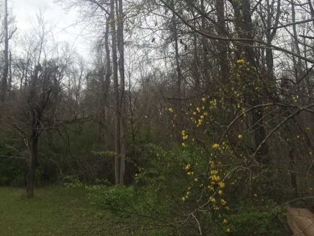 6875 Colaparchee Road, Unit 5A Macon, GA 31210 - Photo 33 of 39 a view of forest
