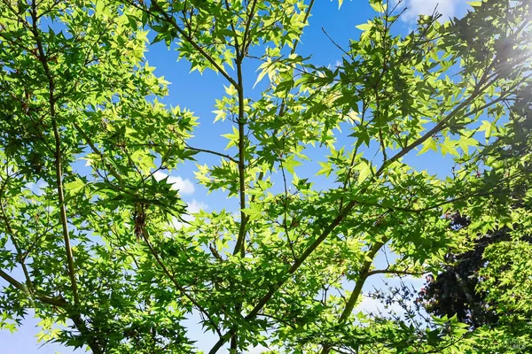 $825,000 | 855 Garden Court, Petaluma, CA 94954