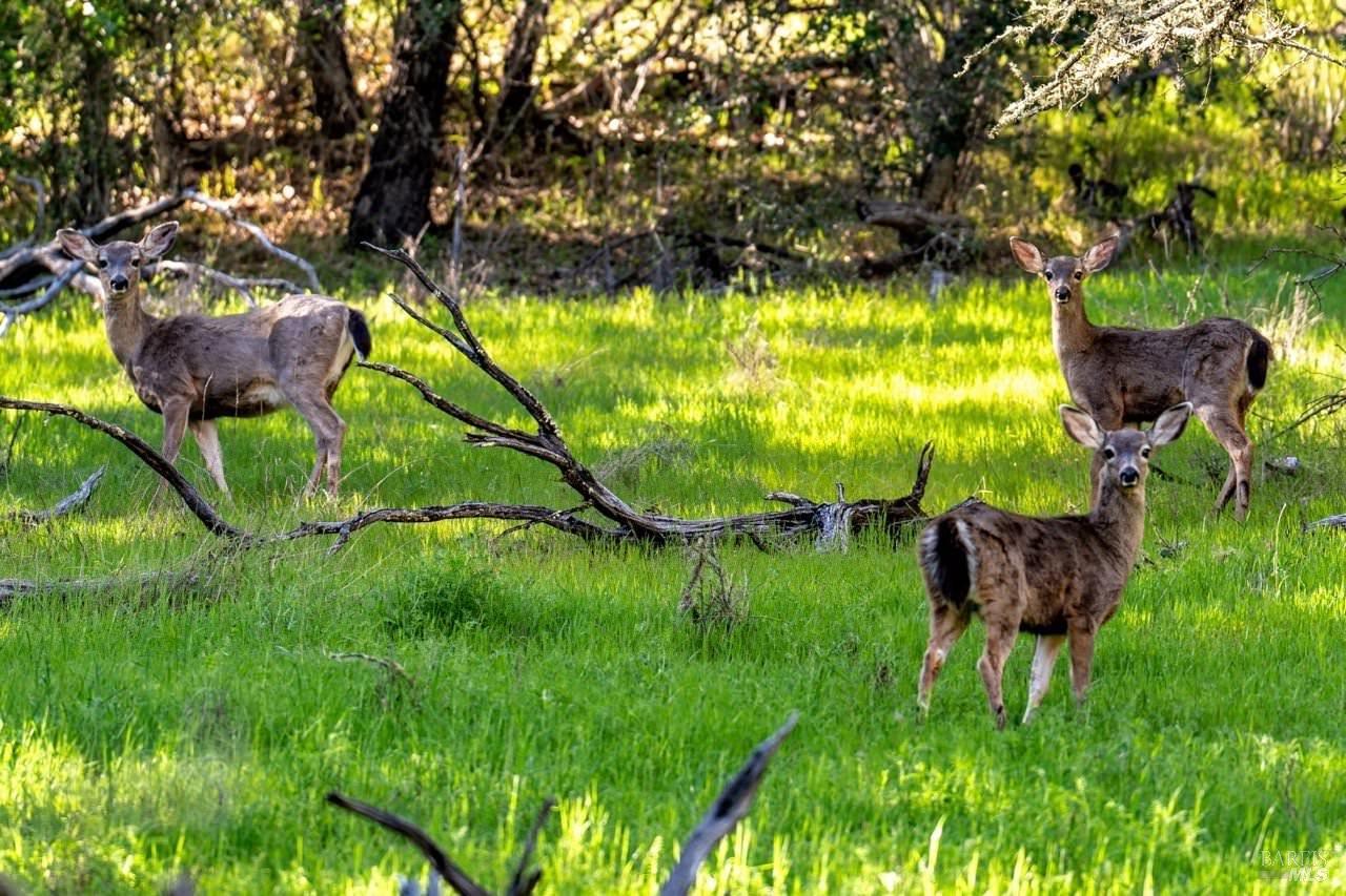 750 Conn Valley Road St. Helena, CA 94574 - Photo 13 of 33