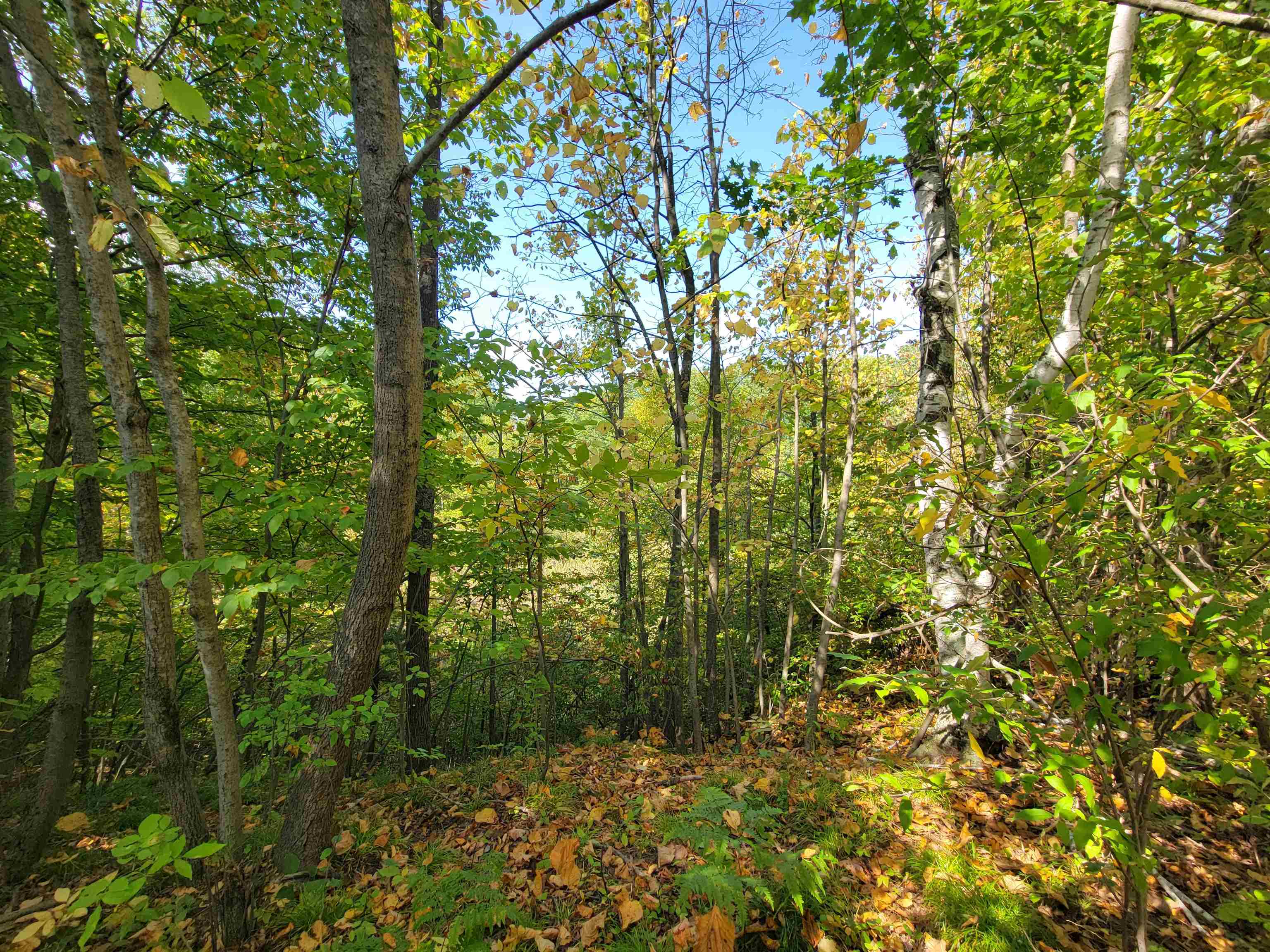 1.3-acres White Road Gladwin, MI 48624 - Photo 7 of 10