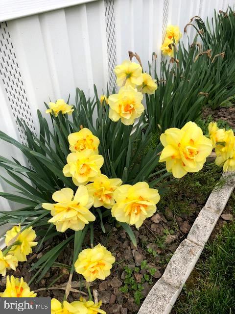16923 Alcott Road Hagerstown, MD 21740 - Photo 33 of 38 Lots of Flowers