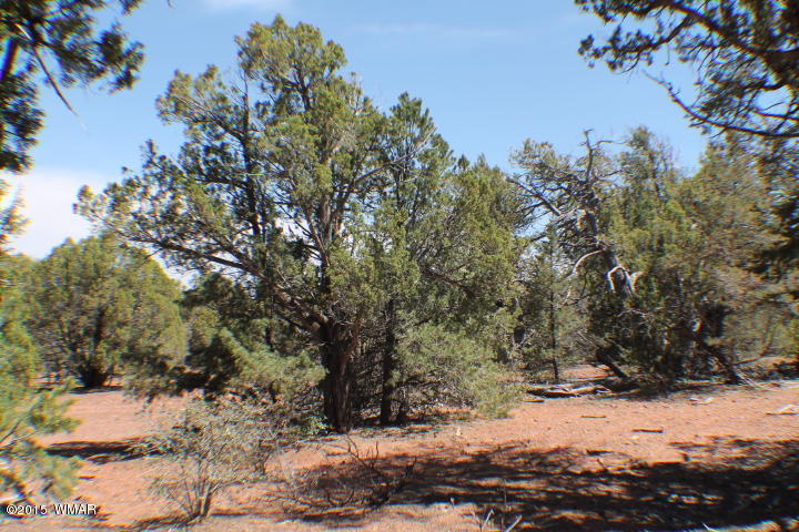 Lot 24 Wilson Road Show Low, AZ 85901 - Photo 19 of 27