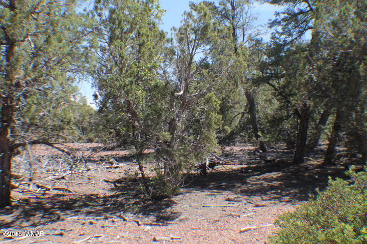 Lot 24 Wilson Road Show Low, AZ 85901 - Photo 6 of 27