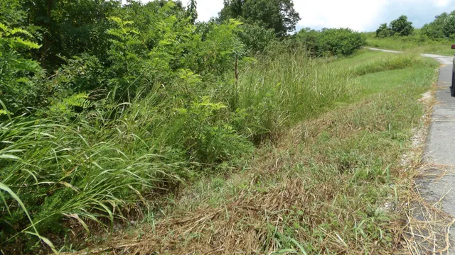 a view of a lush green space