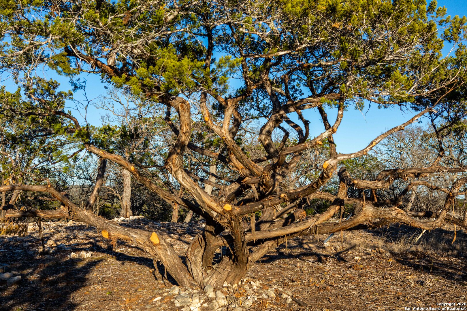 474 Zapata Ridge Medina, TX 78055 - Photo 15 of 35 a picture of tree