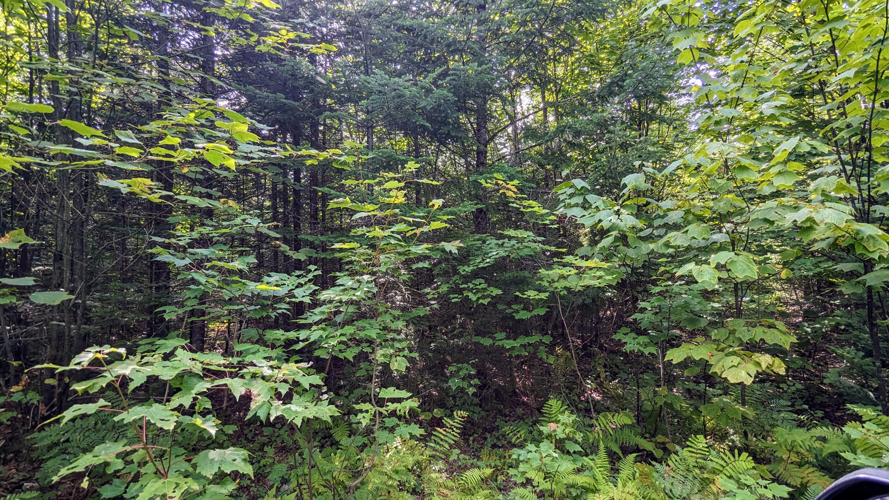 Lot 4 Blanchard Road Monson, ME 04464 - Photo 5 of 12 PXL_20230821_184457193