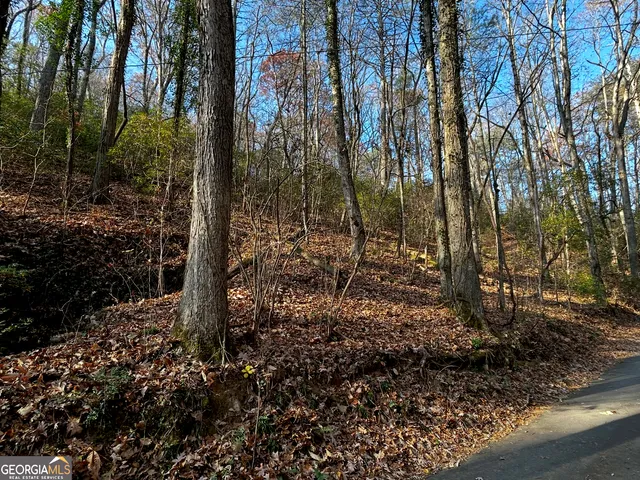 a view of a forest with trees