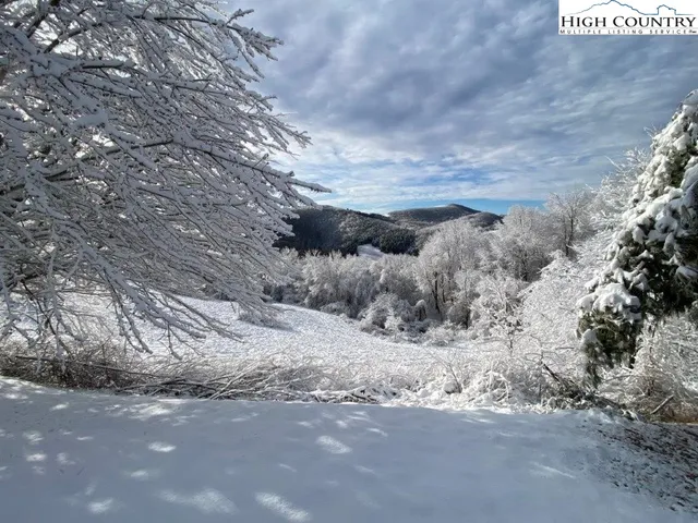 a view of a road with large trees