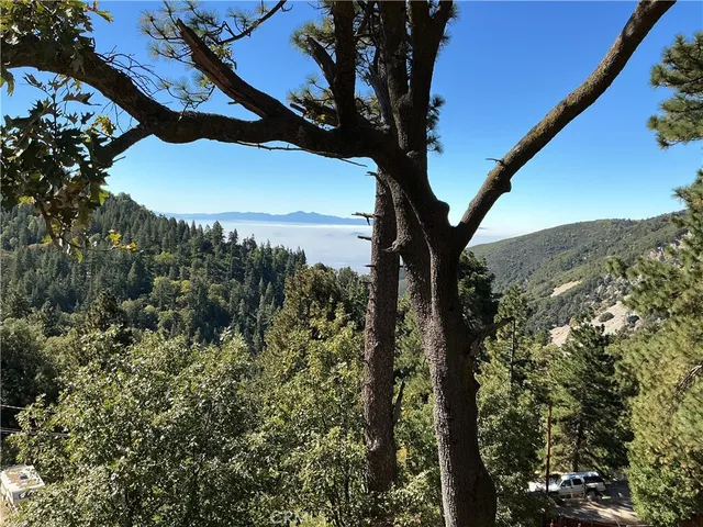 a view of a tree in a field