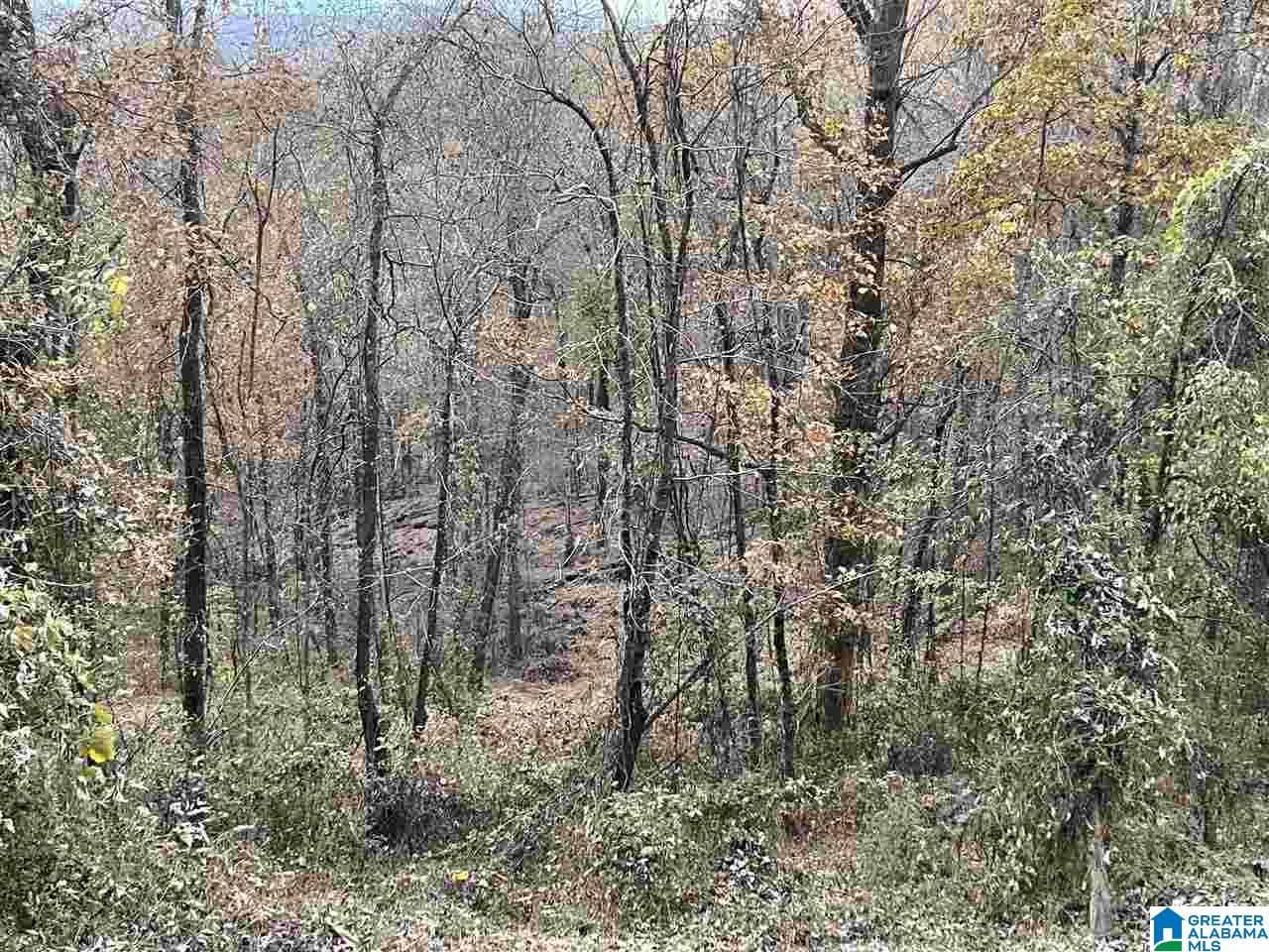 7931 Goodner Mountain Road Trussville, AL 35173 - Photo 18 of 20