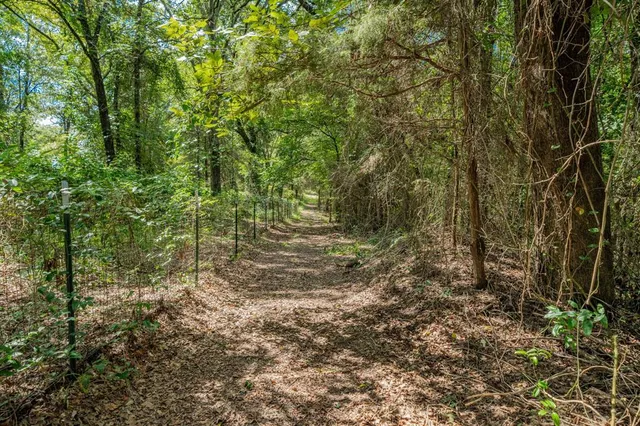 a view of a yard with plants and trees