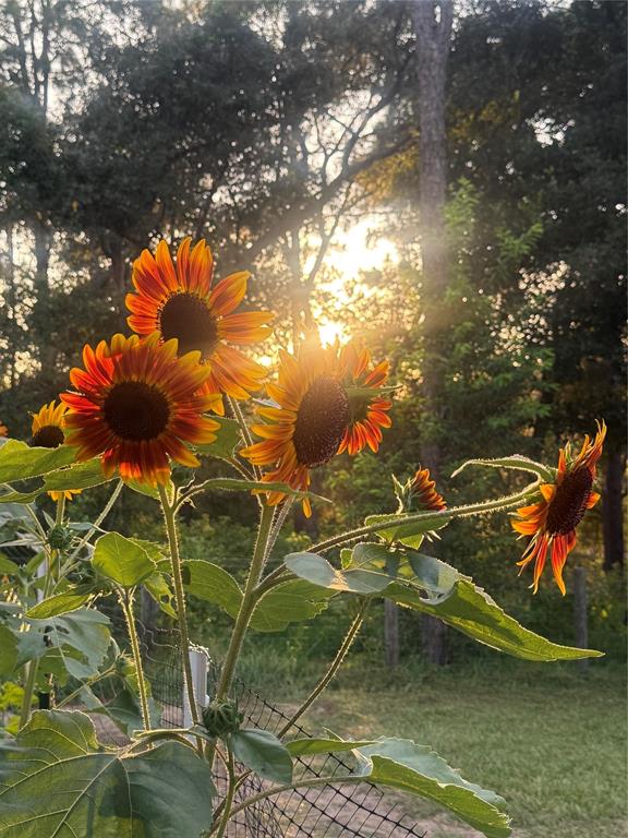 3050 East Possum Court Inverness, FL 34452 - Photo 58 of 65 a view of swimming pool