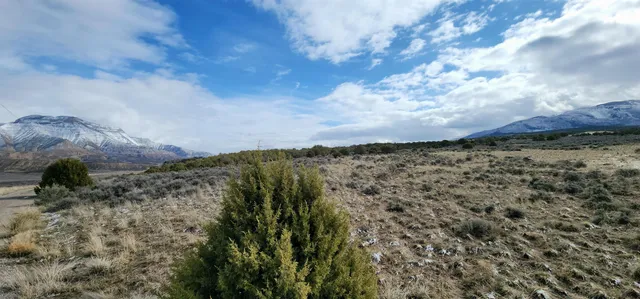a view of a dry yard with lots of bushes