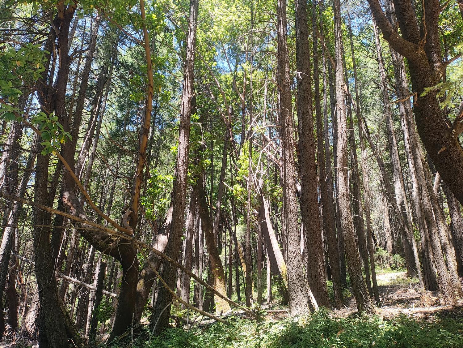 18290 Backwoods Road Nevada City, CA 95959 - Photo 24 of 24