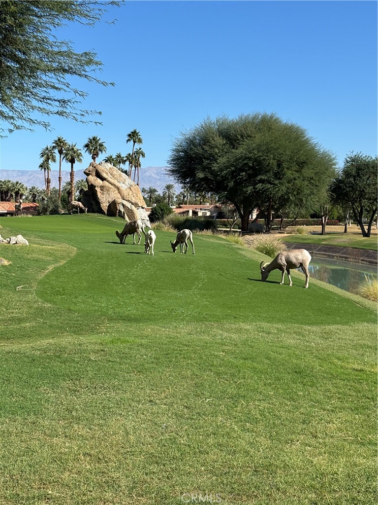 57205 Merion La Quinta, CA 92253 - Photo 54 of 55 a view of a golf course with a park