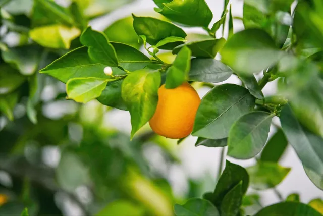 $1,488,000 | 263 Vineyard Drive, San Jose, CA 95119