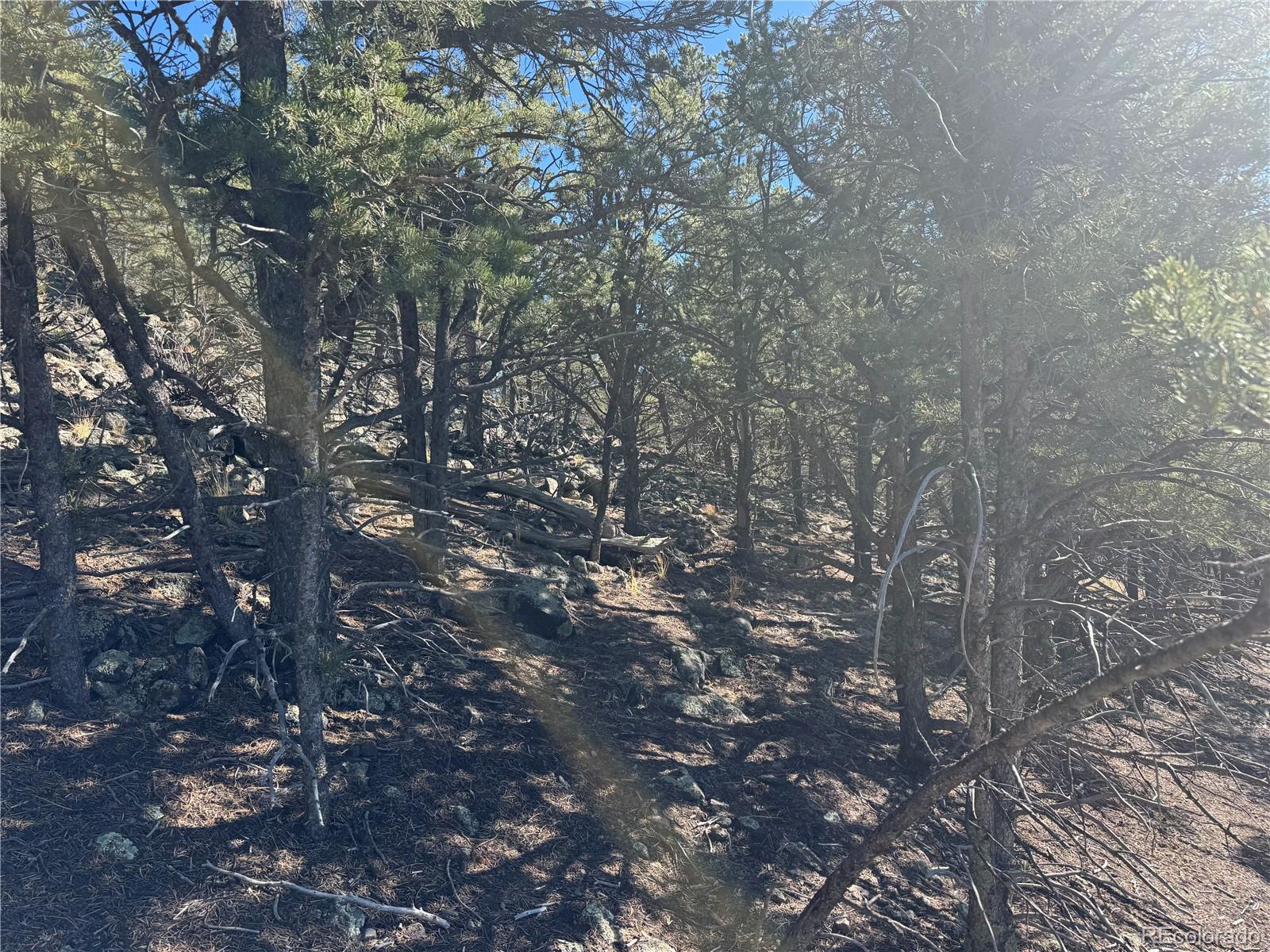 0 G Path Cotopaxi, CO 81223 - Photo 11 of 39 a view of a tree in a yard