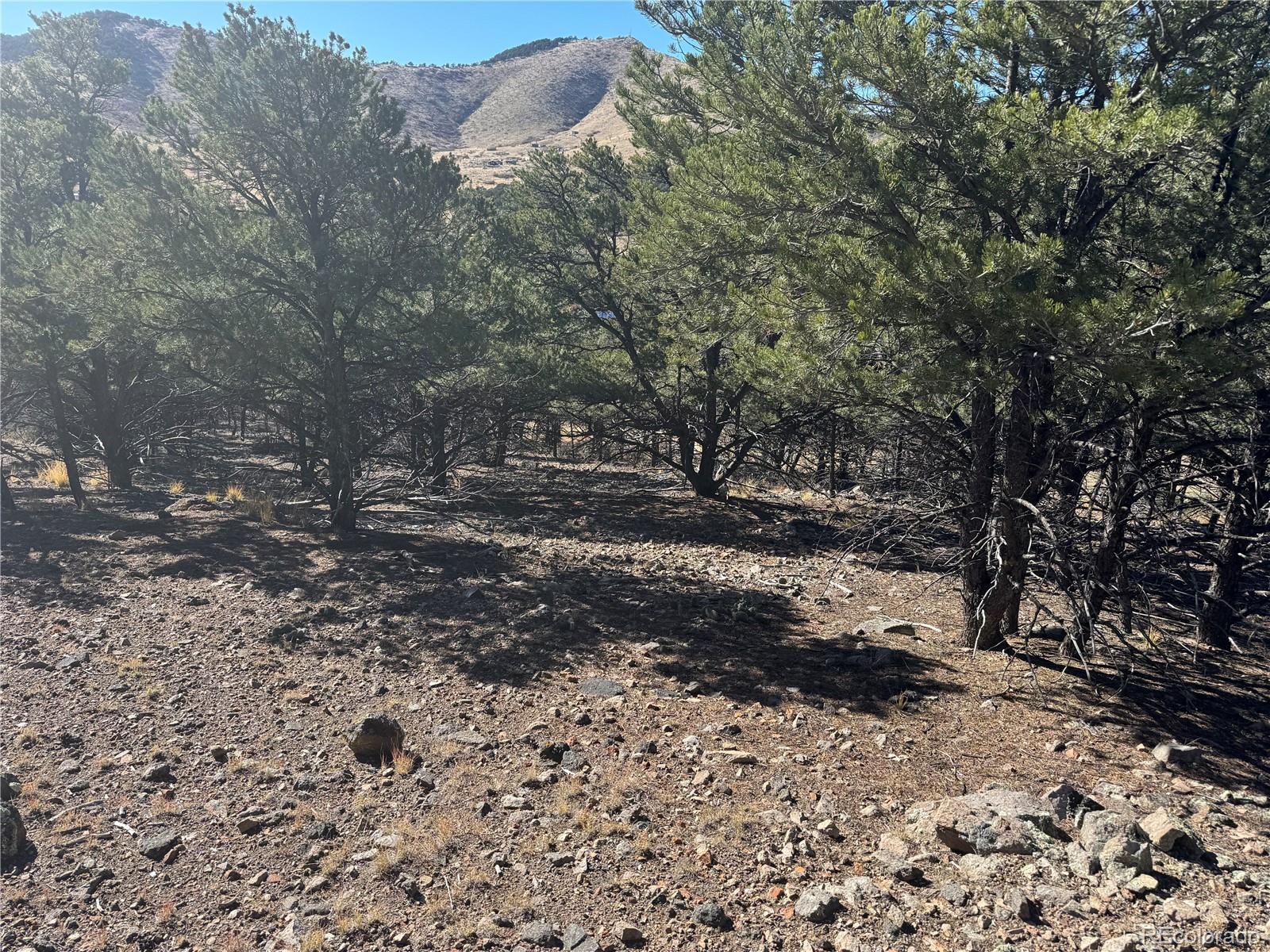 0 G Path Cotopaxi, CO 81223 - Photo 13 of 39 a view of dirt yard with a large tree