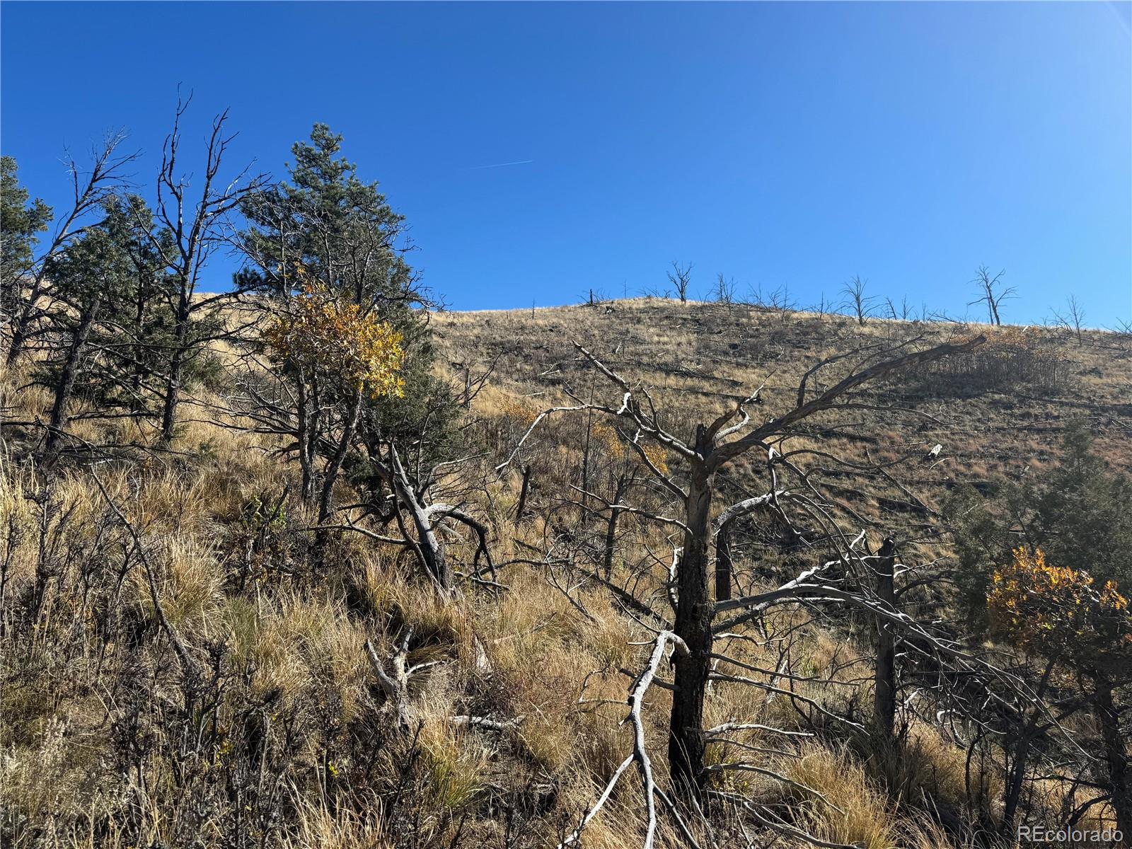 0 G Path Cotopaxi, CO 81223 - Photo 20 of 39 a view of a dry yard with trees in the background
