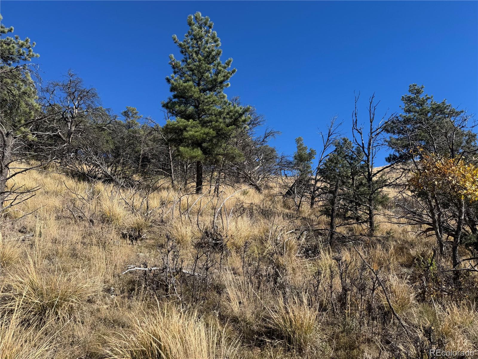 0 G Path Cotopaxi, CO 81223 - Photo 21 of 39 a view of a tree with a yard