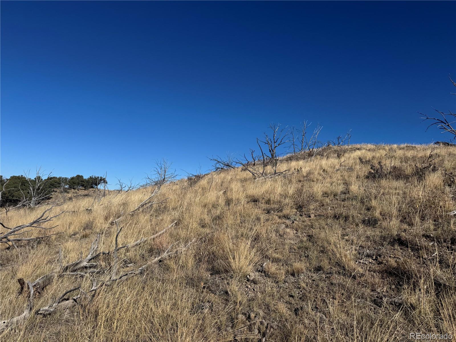 0 G Path Cotopaxi, CO 81223 - Photo 27 of 39 a view of a dry yard with trees in the background