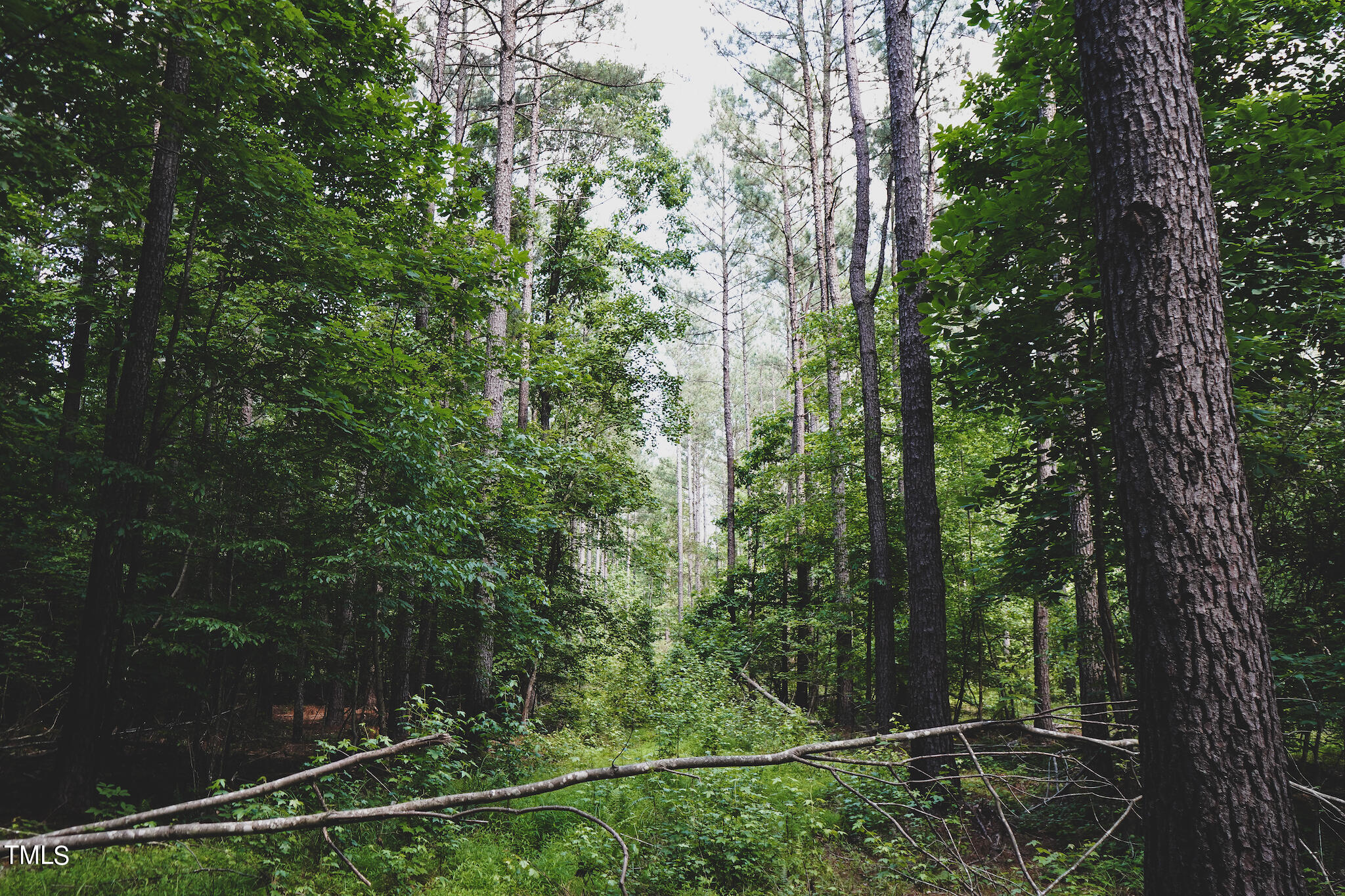 111-acres Hobgood Road Rougemont, NC 27572 - Photo 43 of 65 43