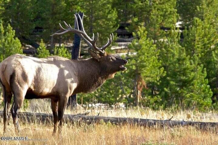 17550 South Munds Ranch Road, Unit 234 Munds Park, AZ 86017 - Photo 31 of 33 Wild elk in your neighborhood